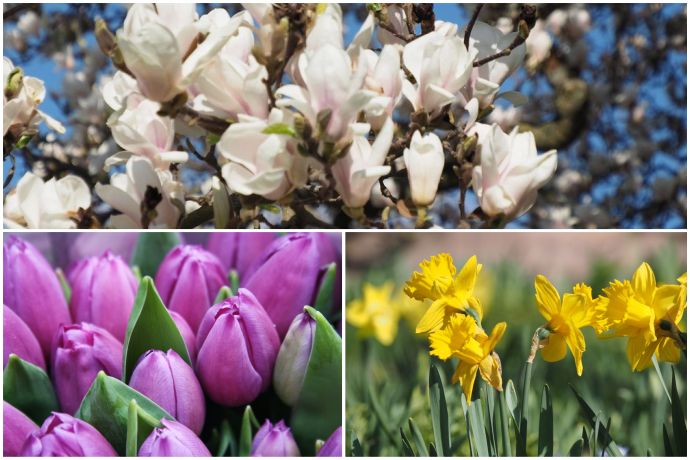Der Hermannshof in Weinheim. Im Frühling ein Meer von Tulpen, Narzissen und blühenden Bäume Der Hermannshof in Weinheim. Im Frühling ein Meer von Tulpen, Narzissen und blühenden Bäume